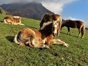 16 Cavalli al pascolo e in siesta  al sole meridiano